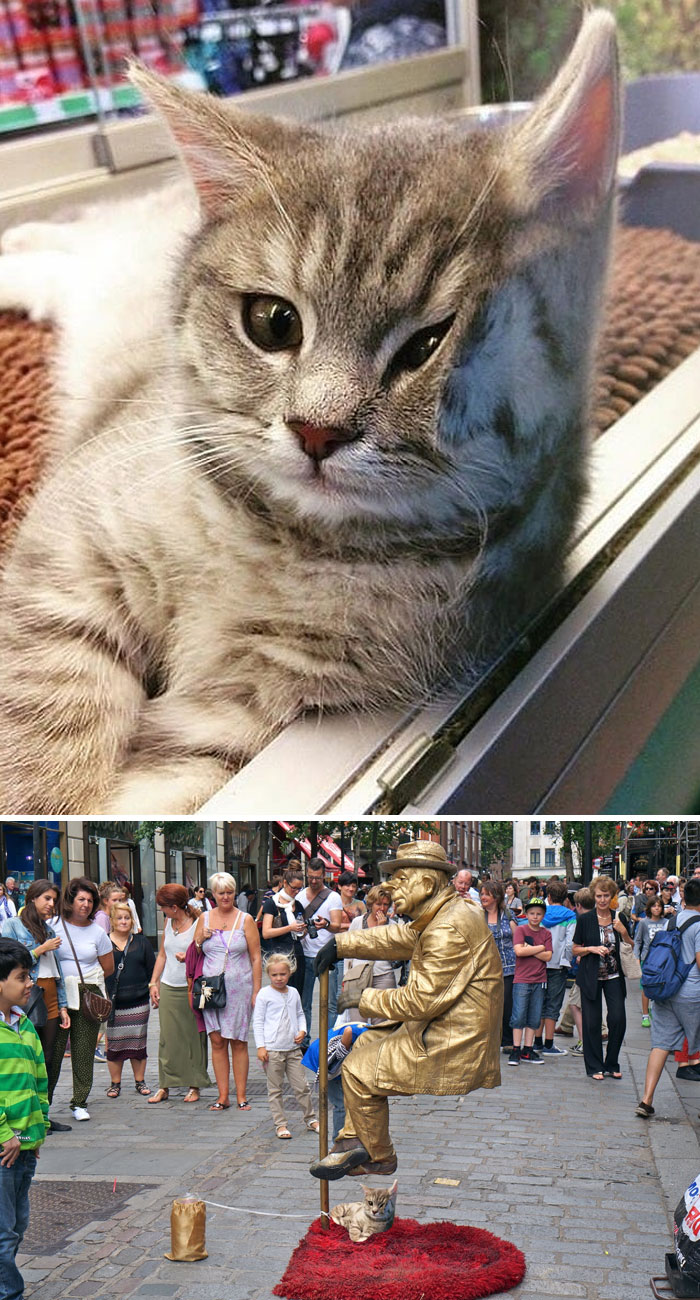 Kitten Leaning On Glass