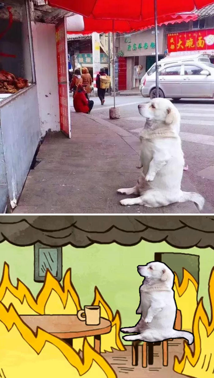 This Dog Sitting Watching Fried Chicken