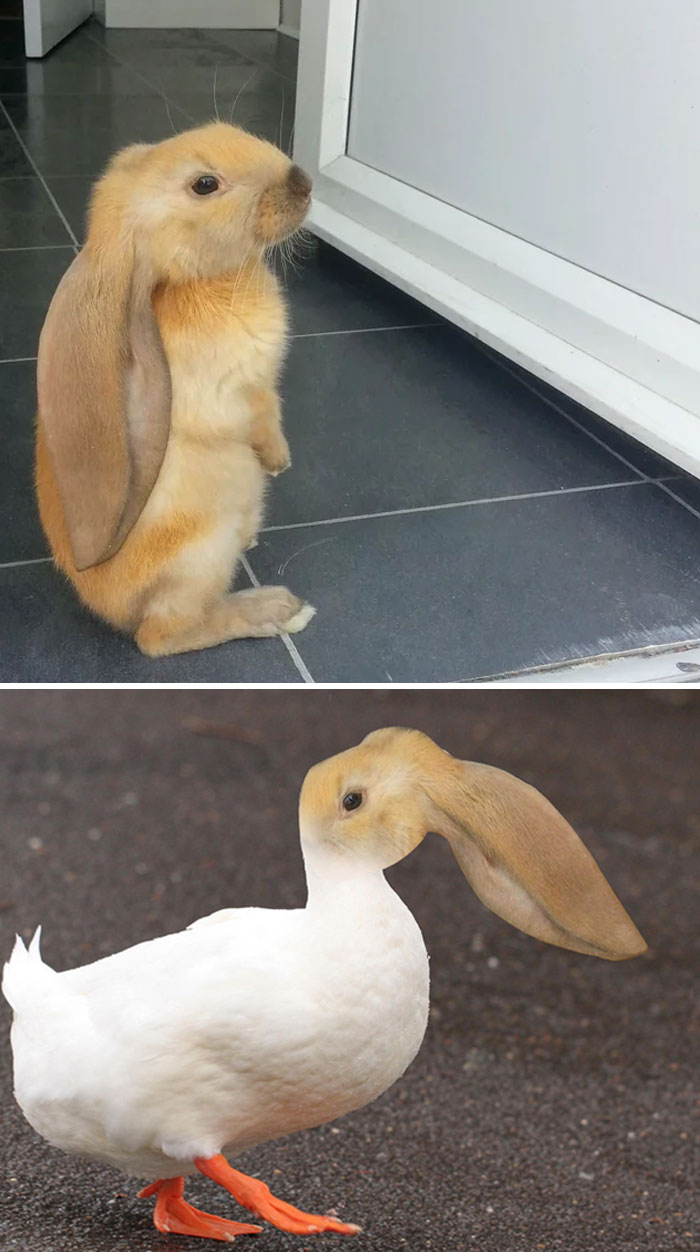 A Bunny With Large Ears Standing At A Door