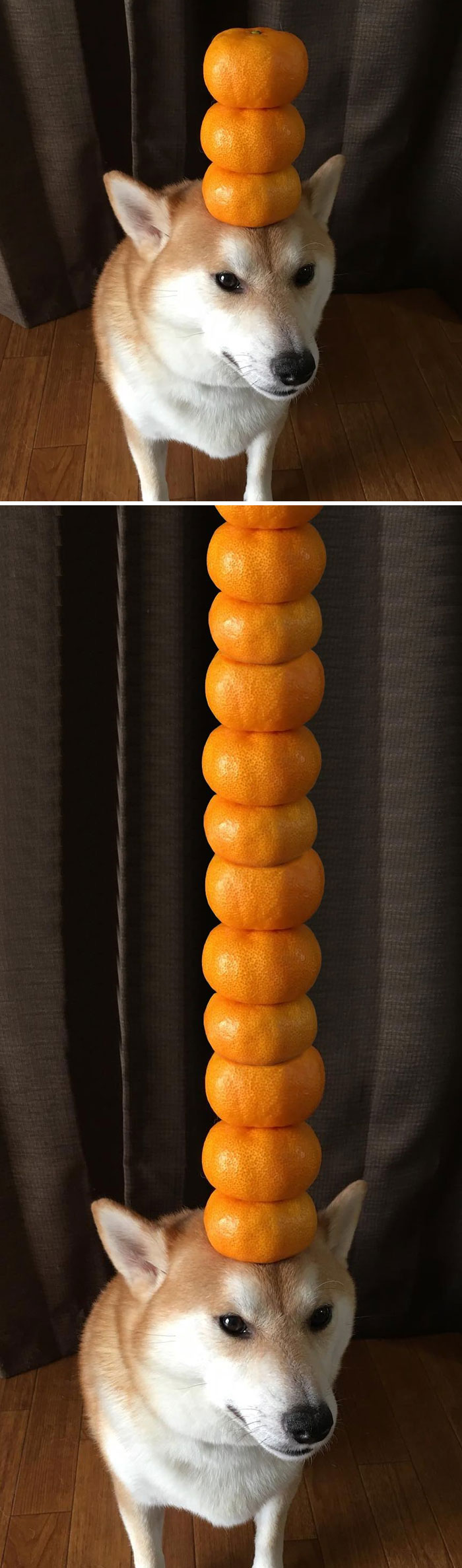 Shibe Mastering Oranges