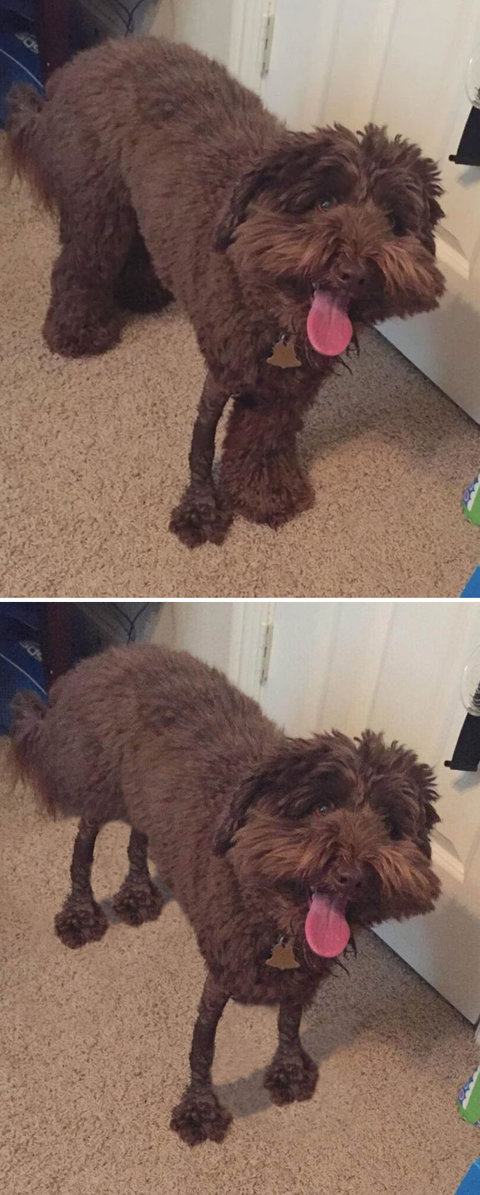 A Dog Who Just Had A Cast Removed