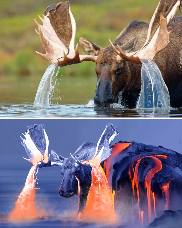 Moose Creating A Waterfall Off Its Antlers