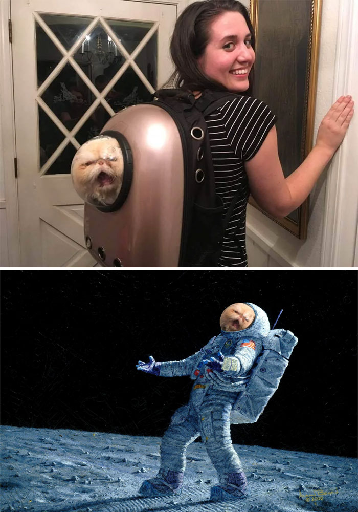 This Packed Kitty Cat