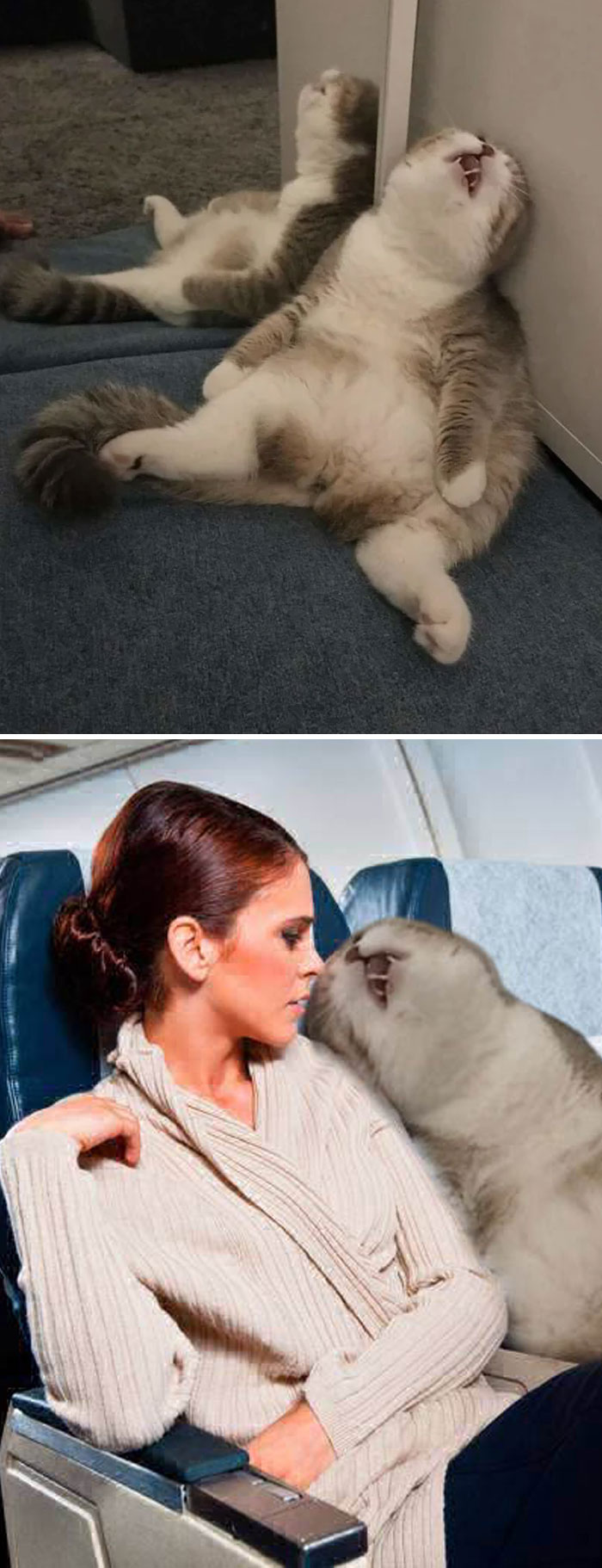 Cat Sleeping In Corner