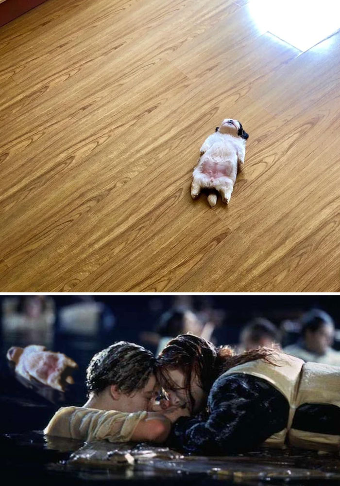 This Pup Taking A Snooze