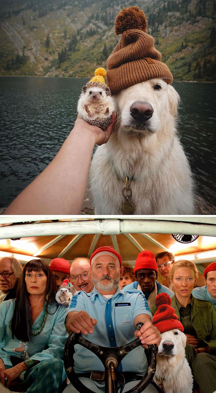 This Hedgehog And Golden Retriever Wearing Beanies