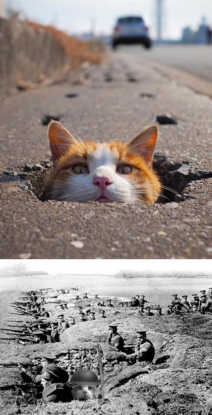 Cat In A Pot Hole