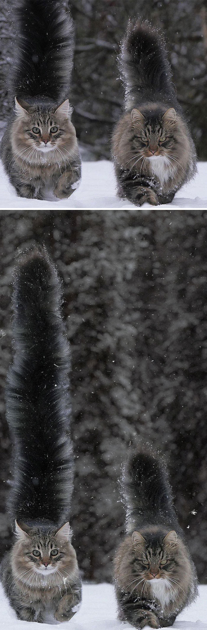 These Two Cats With Fluffy Tails