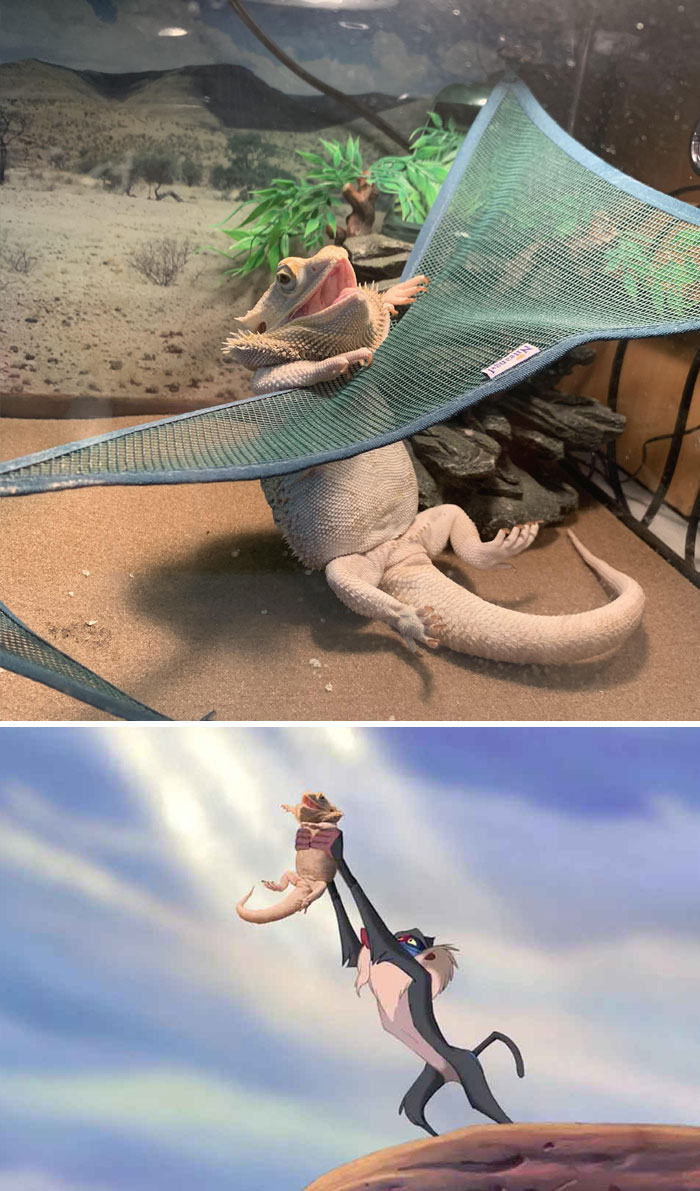 This Bearded Dragon Trying To Get On His Hammock