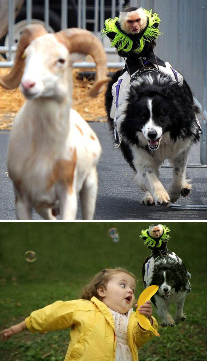 This Intense Monkey On Dogback Riding Down A Goat