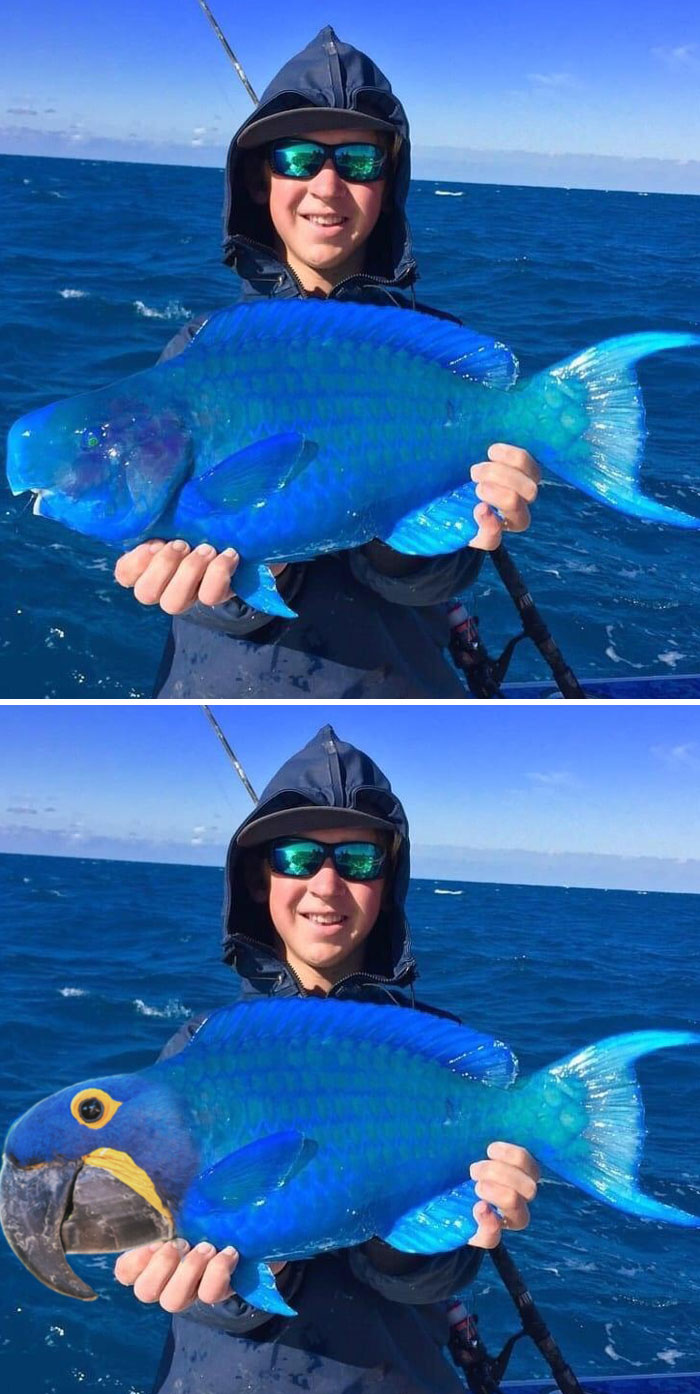This Rare Blue Parrotfish