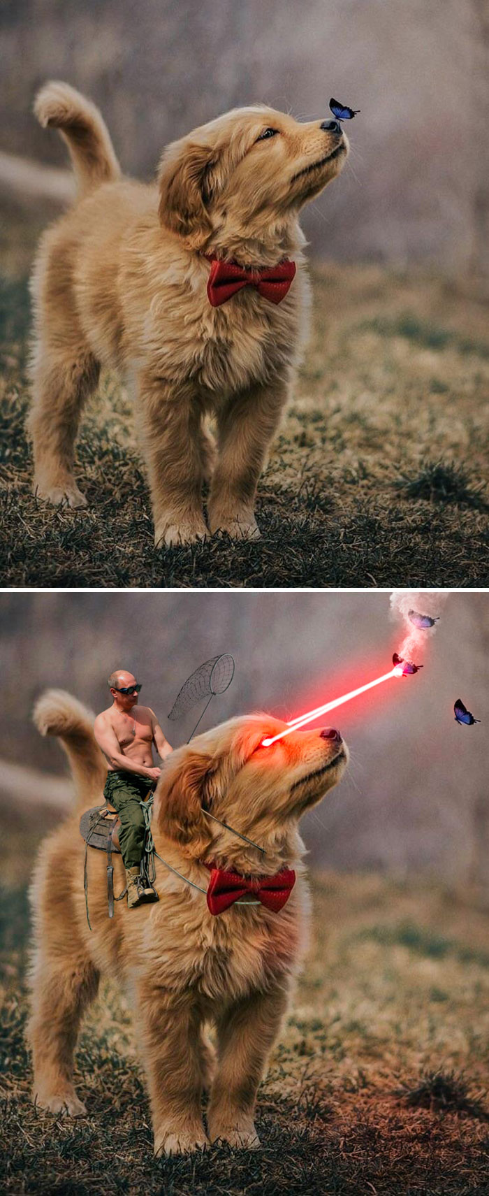 A Dog And A Butterfly