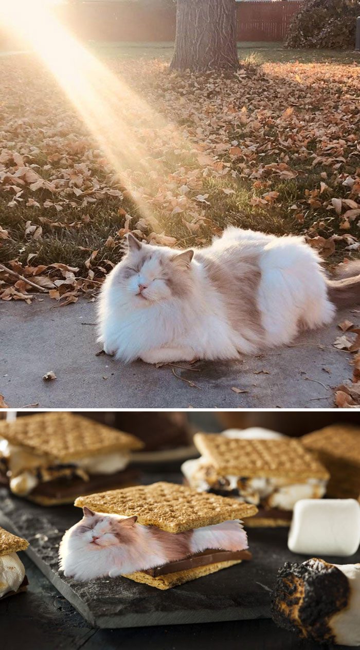 Cute Cat Soaking Up The Sun