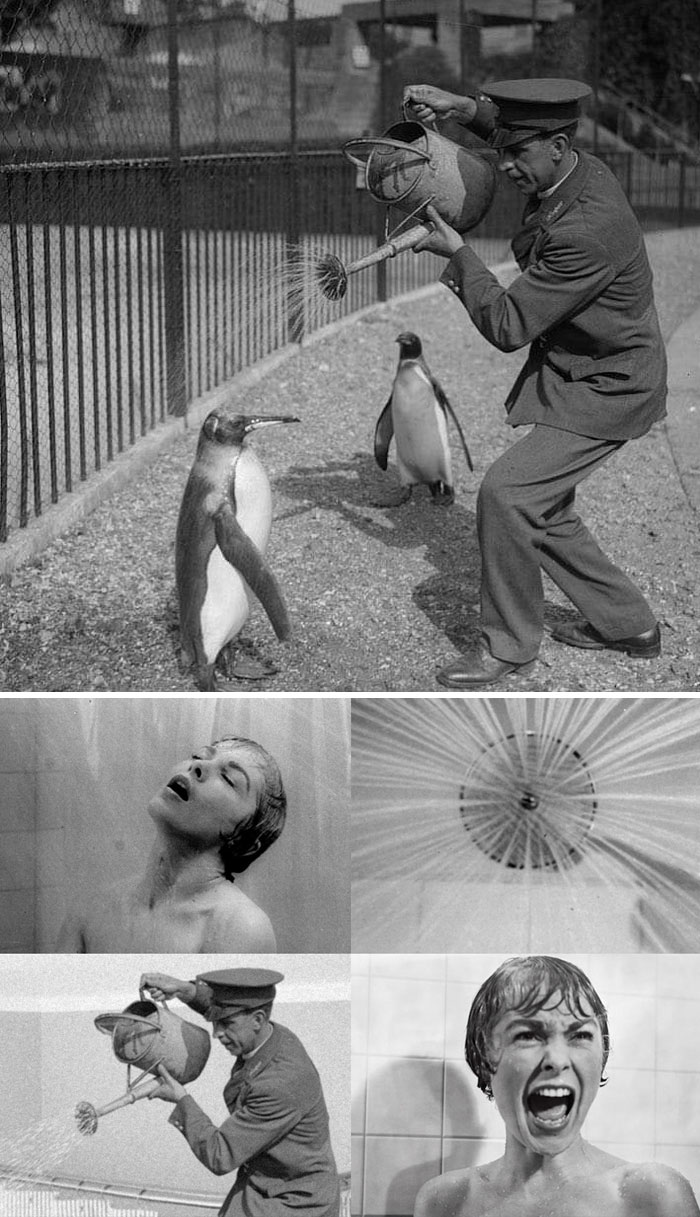 A Zookeeper Pours Water On A Penguin On A Hot Day