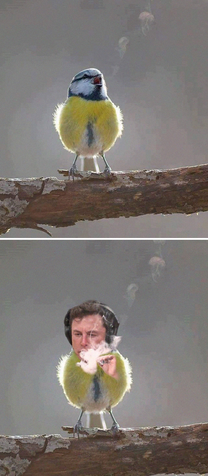 Bird Singing With Visible Breath