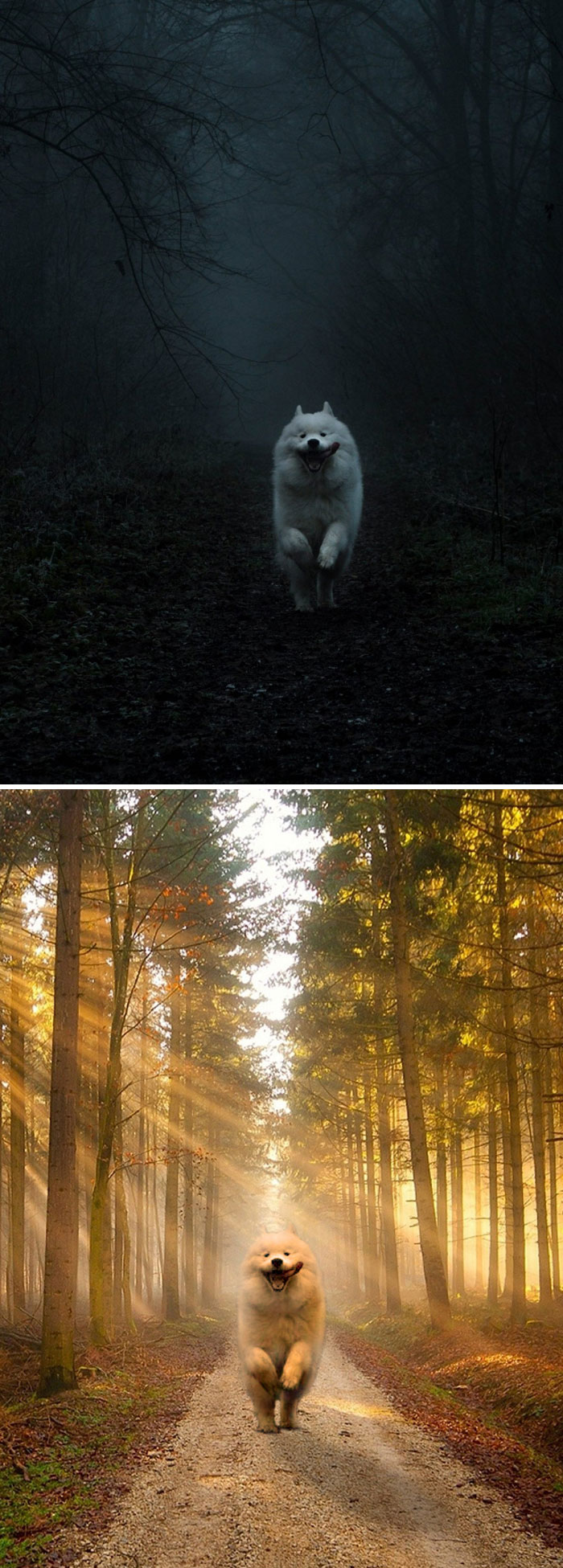 This Dog In The Woods