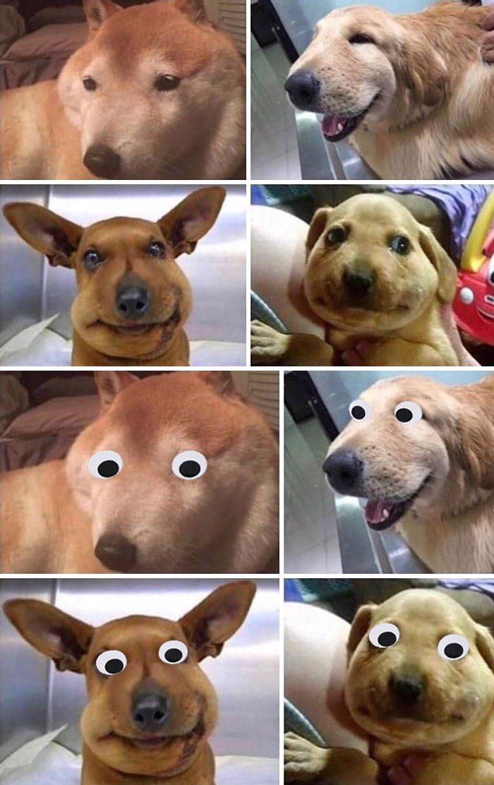 Dogs That Swallowed Bees