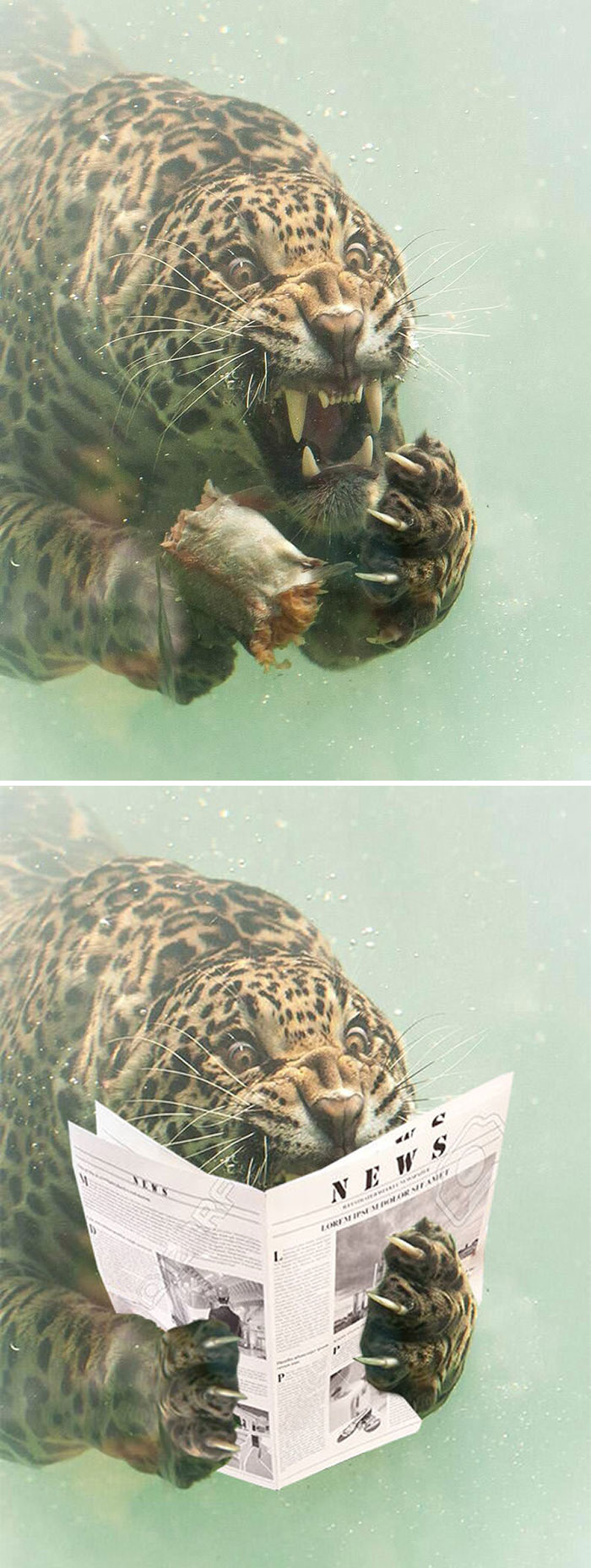 Underwater Jaguar