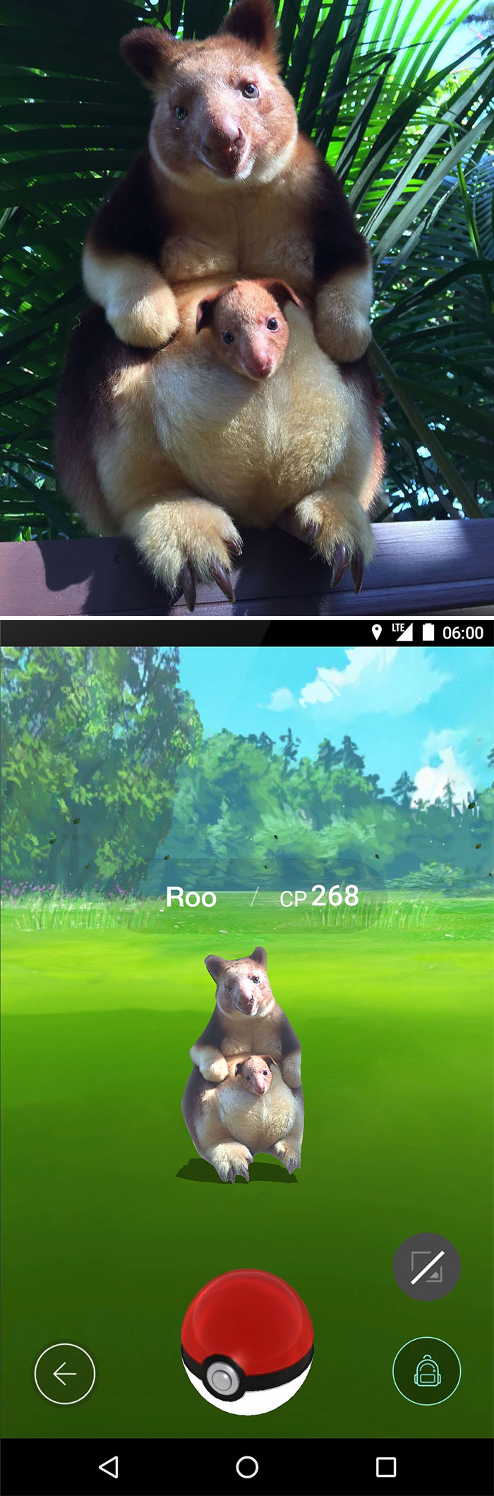 Baby Tree Kangaroo And It's Mother