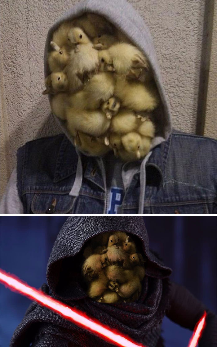 Ducklings In A Hoodie