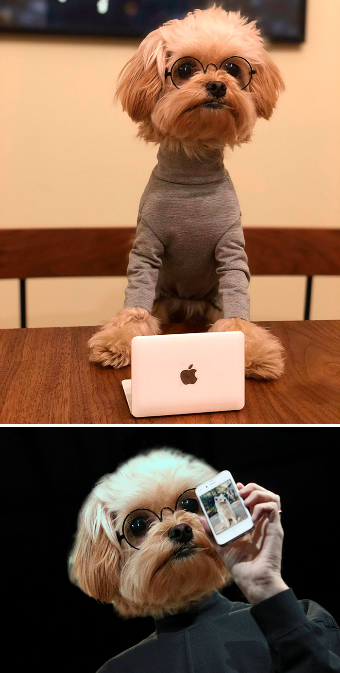 Dog Dressed As Steve Jobs For Halloween
