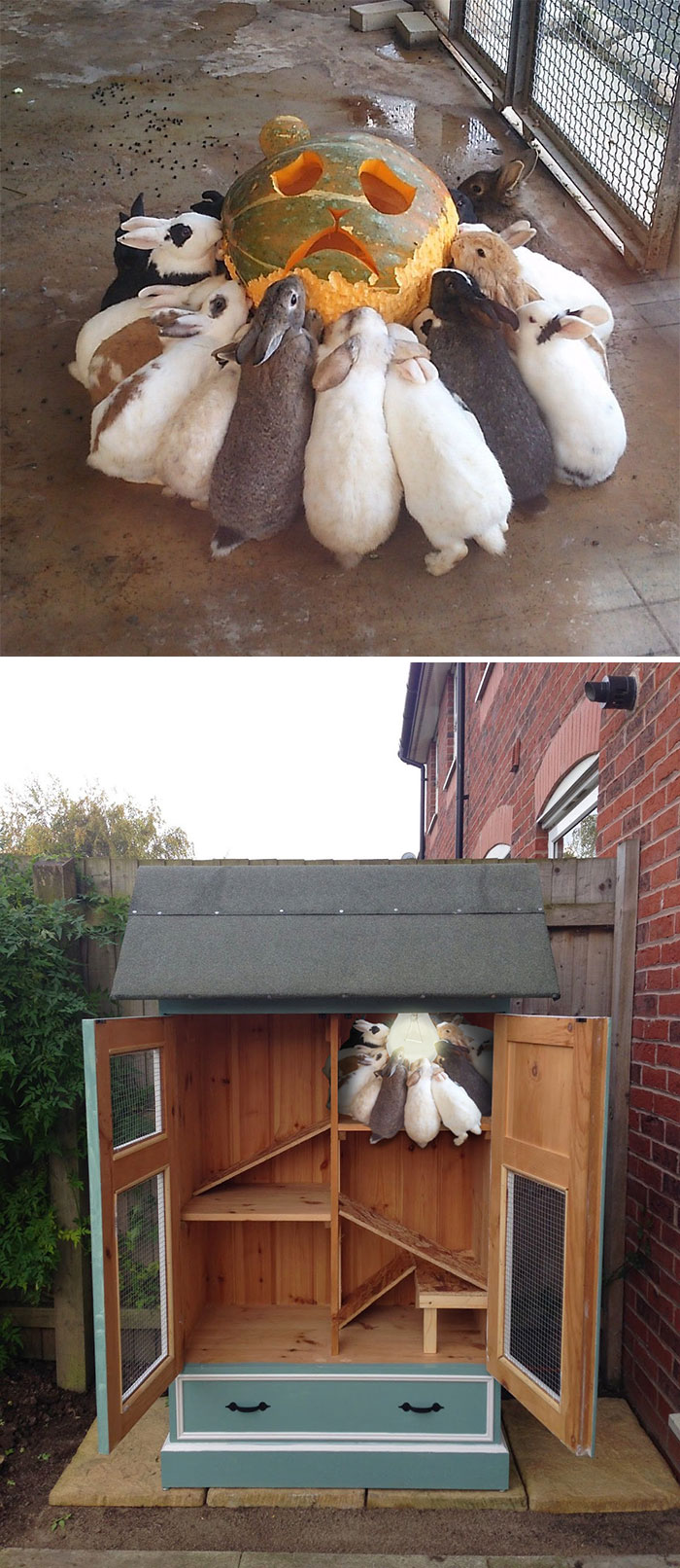 Rabbits Eating A Carved Pumpkin