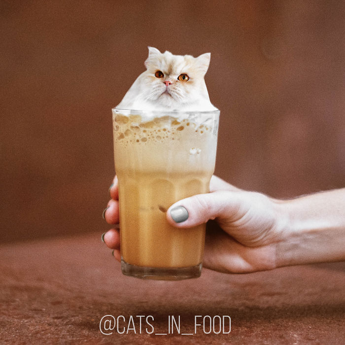 Cats In Food Photoshop