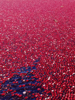 Strange Red Field Near Vancouver Strange Red Field Near Vancouver