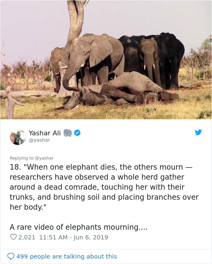 People Are Trying To Convince The Bronx Zoo To Release Happy The Elephant And This Thread Explains Why