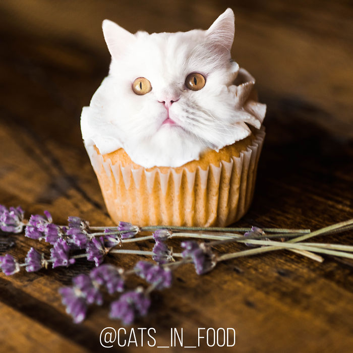 Cats In Food Photoshop