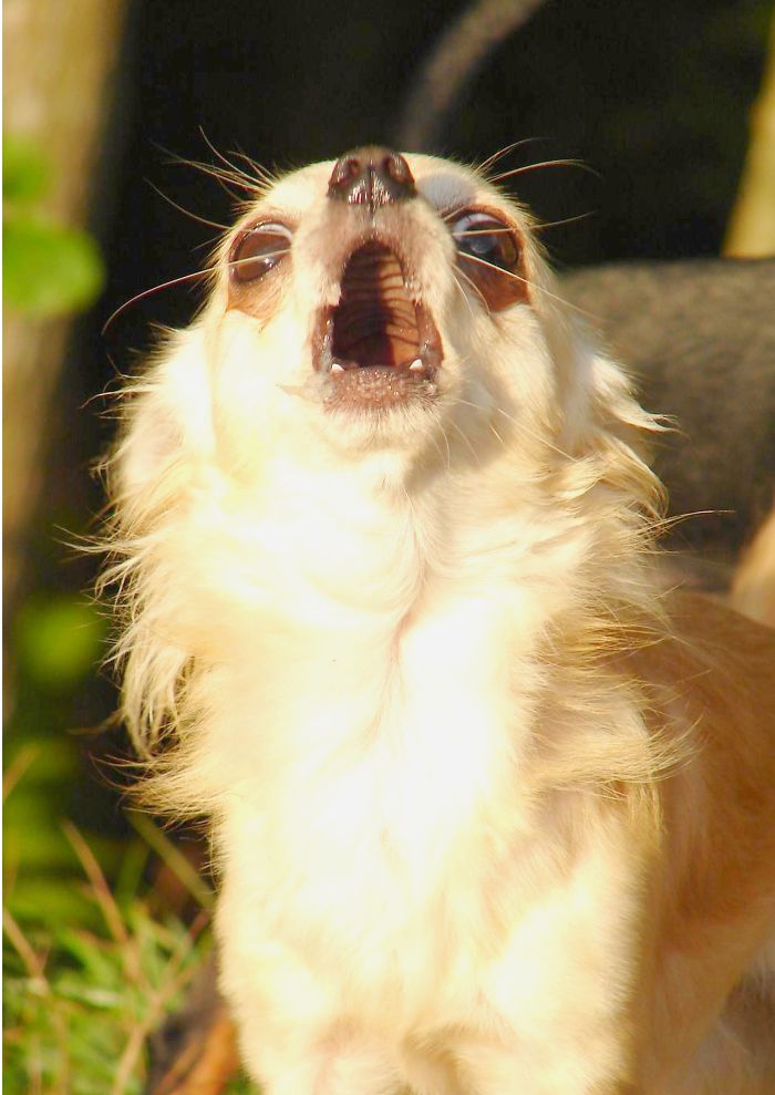 What The Hell Do You Mean When You Say We Don't Have More Goodies