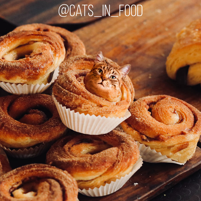 Cats In Food Photoshop