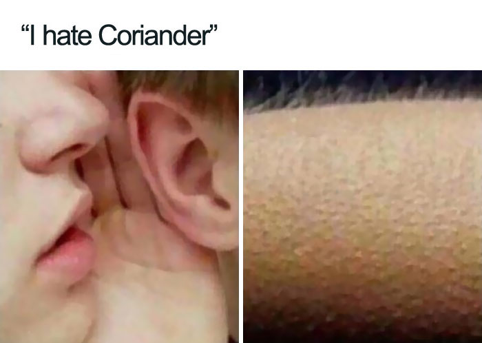 I Hate Coriander
