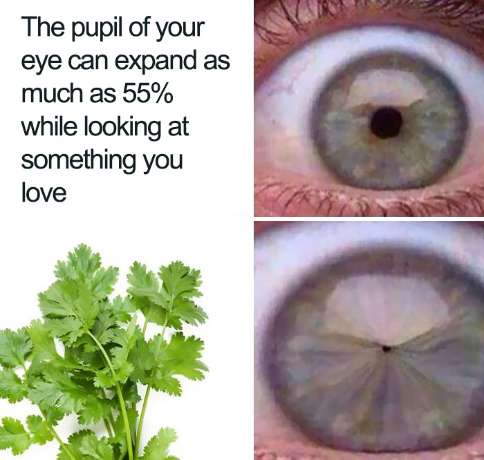 I Hate Coriander