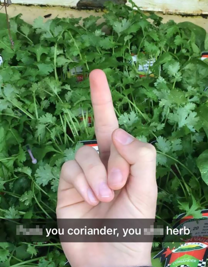 I Hate Coriander