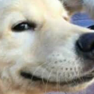 peachpineapple avatar