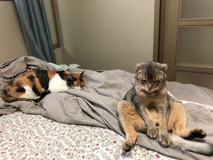 Bingsu On The Left Is Pretty Normal. Makoli On The Right...well...not So Much.