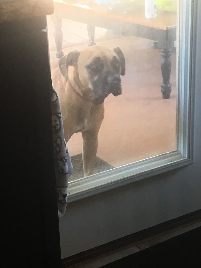 My Buddy Wanting To Come Inside