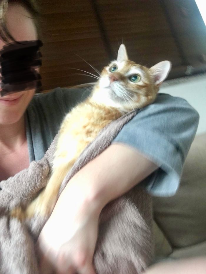 My Friend’s Idiot Cat, Ollie. Face Hidden For Modesty Purposes.