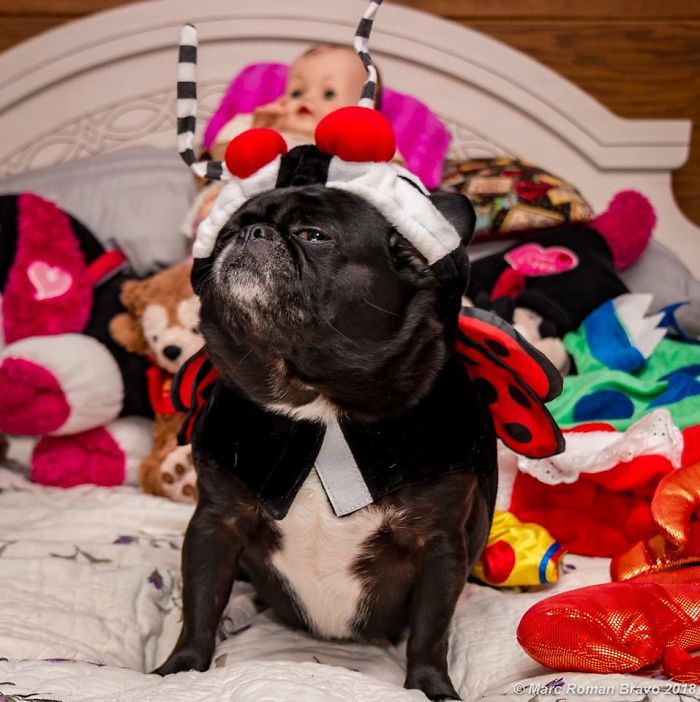 My Moms Dog, My Fur Sister, Giving Me The Side Eye ..mad Due To A Costume Photo Shoot :)