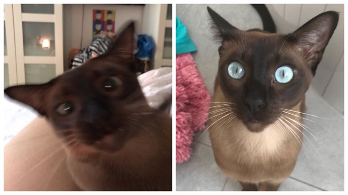 You Wouldn't Think That It's The Same Cat