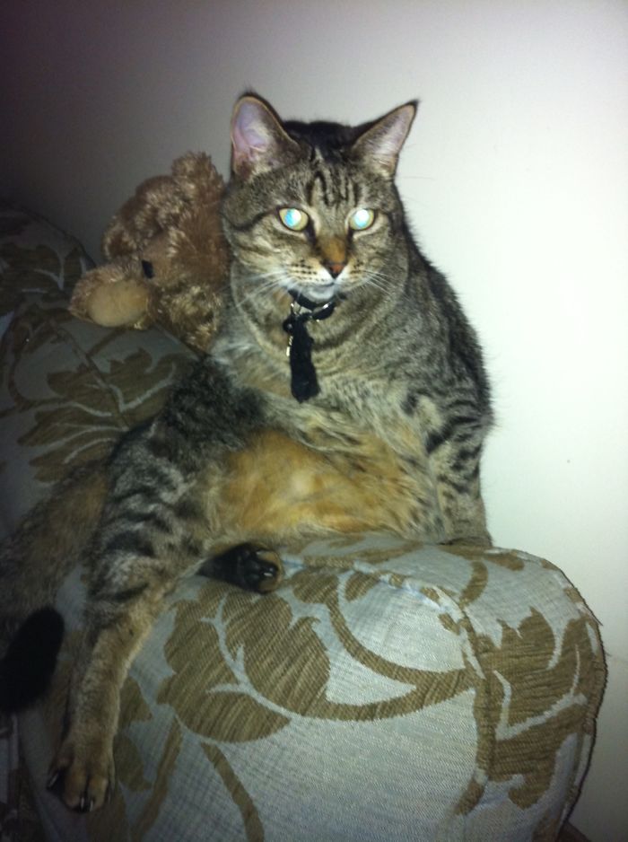 Gizmo Says “Wot??? I Was Grooming Hooman “!!