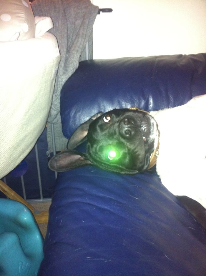 My Daft Dog Theodore! A Picture Says It All!!