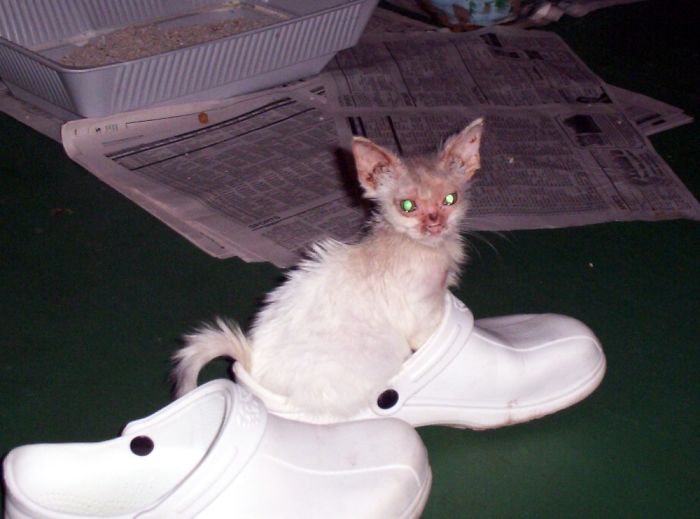 Our Stray Gremlin Healing From A Broken Eye Socket, Starvation & A Horrible Case Of Ringworm. ♥️