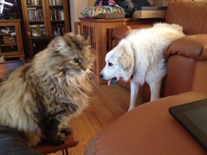 My Cat Daisy Is Judging My Sweet Dog Jayne...