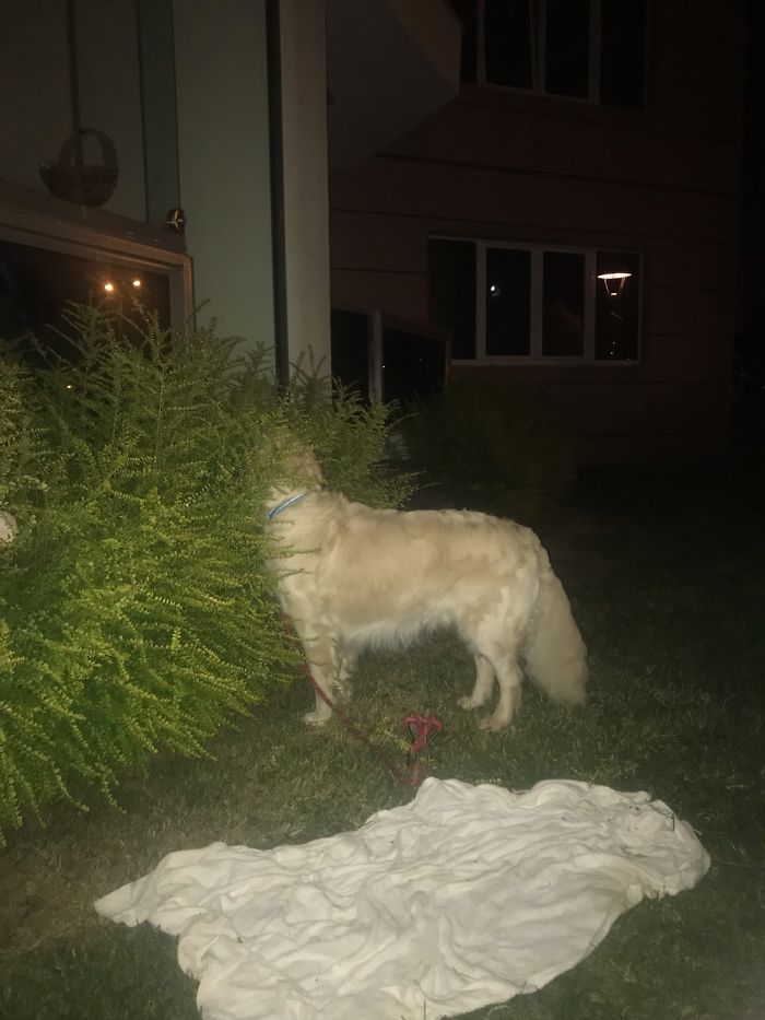 Dexter; I Didn't Notice The Reflection In The Window