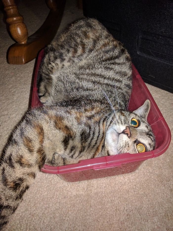 Skittle Trying To Fit Into A Very Small Box