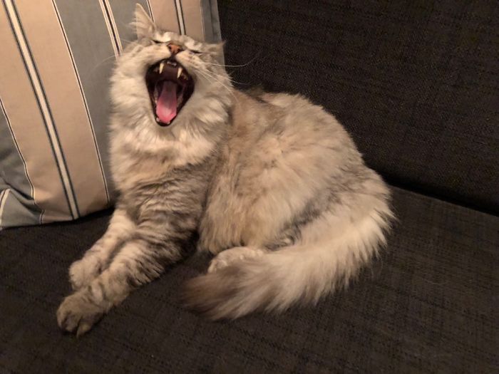 Another Yawn.