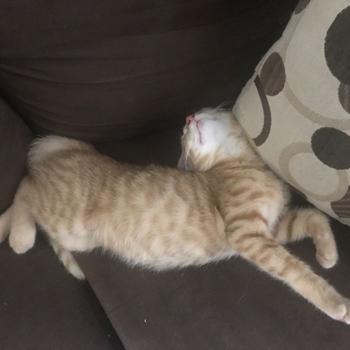 Anakitten Skywalker, Who Always Slept Like He Was Put Together Incorrectly