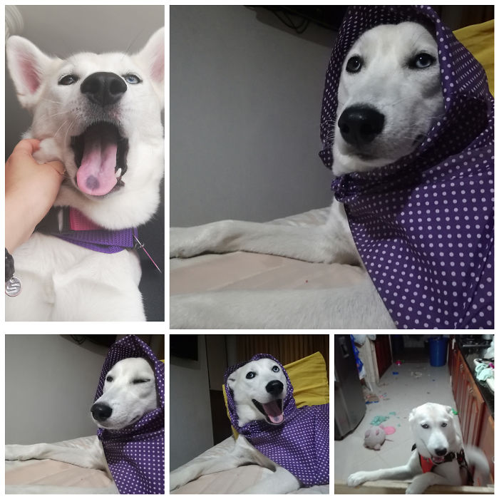 Sansa The Husky Is A Derpy Girl